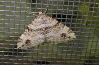 Mesotype didymata