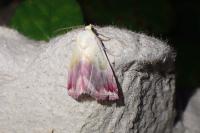 Eublemma purpurina