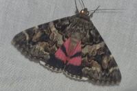 Catocala coniuncta