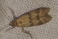 Homoeosoma sinuella