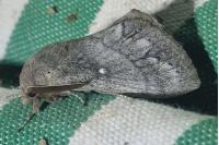Dendrolimus pini pini