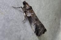 Acrobasis legatea