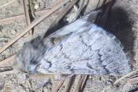 Thaumetopoea pityocampa