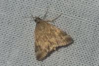 Pyrausta despicata
