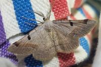 Itame vincularia