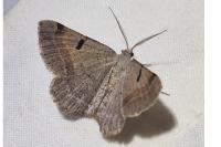 Itame vincularia