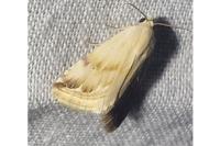 Eublemma ostrina