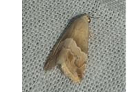 Eublemma parva