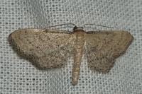 Idaea infirmaria