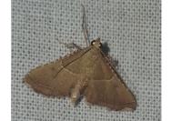 Endotricha flammealis