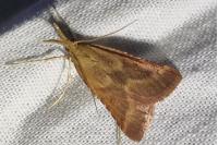 Dolicharthria punctalis