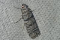 Dioryctria