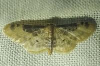 Idaea filicata
