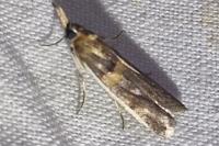 Etiella zinckenella