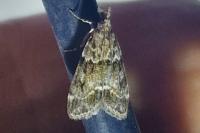 Eudonia mercurella