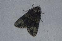 Craniophora ligustri