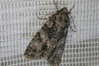 Acronicta rumicis