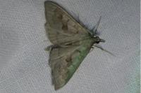 Mecyna asinalis