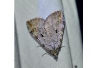 Aplocera plagiata