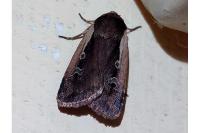 Ochropleura plecta