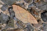 Cyclophora