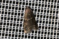 Apomyelois bistriatella