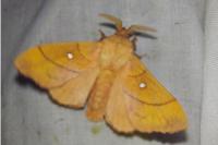 Odonestis pruni