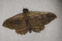 Philereme transversata