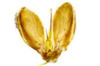 Philereme transversata