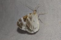 Plemyria rubiginata