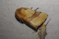 Malacosoma neustria