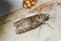 Phycita roborella