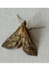 Metasia corsicalis