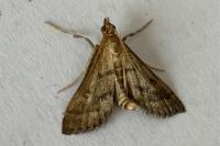 Metasia corsicalis