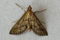 Metasia corsicalis