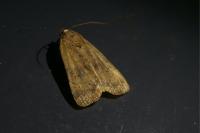 Noctua interjecta