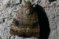 Amphipyra berbera svenssoni