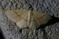 Cyclophora punctaria