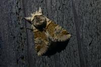 Furcula furcula