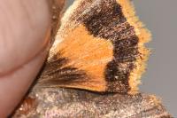 Noctua janthe