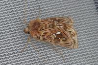 Panchrysia v-argenteum