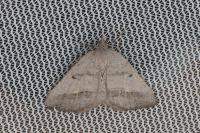 Macaria artesiaria