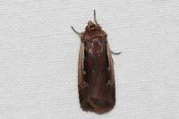 Ochropleura plecta