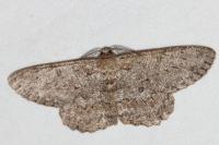 Hypomecis punctinalis