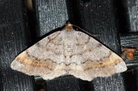 Macaria liturata