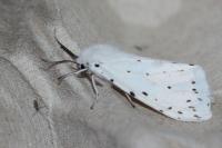 Spilosoma lubricipeda