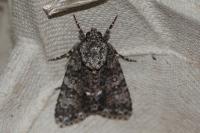 Acronicta rumicis