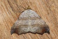 Laspeyria flexula