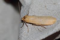 Wittia sororcula