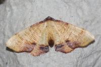 Plagodis dolabraria
